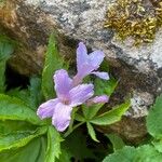 Cardamine pentaphyllos Квітка