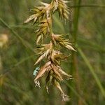 Carex pseudobrizoides 果実
