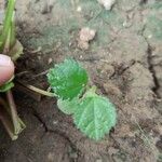 Grewia asiatica Leaf