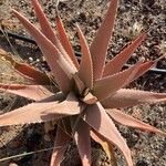 Aloe secundiflora Folla