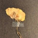 Ranunculus bulbosus Fiore