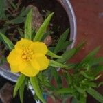 Portulaca rubricaulis പുഷ്പം