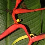 Heliconia vaginalis Blomst