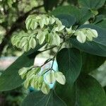 Clerodendrum trichotomumᱵᱟᱦᱟ