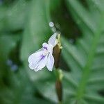 Maranta leuconeura 花