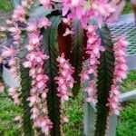 Disocactus phyllanthoides Blüte