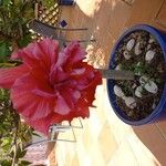 Hibiscus fragilisЦветок