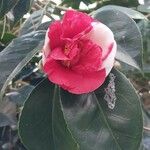 Camellia sasanqua Cvet