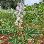 Lupinus albus 花