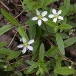 Moehringia lateriflora Flower