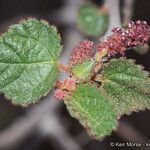 Acalypha californica 叶