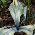 Iris reticulata Flor