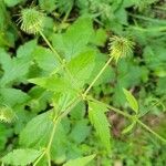 Geum laciniatum Лист