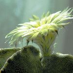 Astrophytum myriostigma Flower