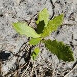Quercus fusiformis Hoja