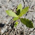 Quercus fusiformis Leaf