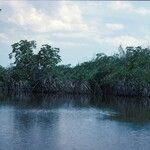 Rhizophora mangle Habitat