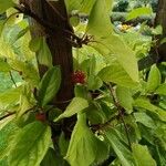 Schisandra chinensis Fruchs