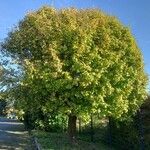 Sorbus aria Habitus