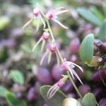 Bulbophyllum cocoinum Flower