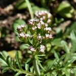 Centranthus calcitrapae Λουλούδι