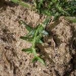 Solanum triflorum Blad