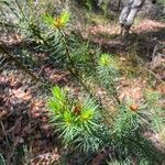 Pultenaea stipularis Φύλλο