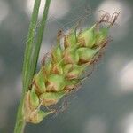 Carex distans Fruit