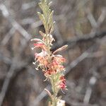 Oenothera suffrutescens Flor