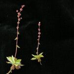 Saxifraga strigosa Hábito