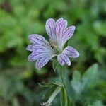 Geranium versicolor Kwiat