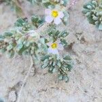 Frankenia pulverulenta Flower