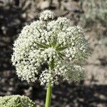 Angelica lineariloba Flor