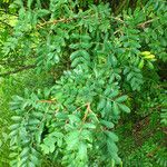 Caragana arborescens Feuille