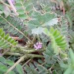 Astragalus sesameus Flower