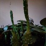 Opuntia triacanthos Folha