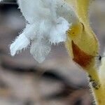 Orobanche nana Кветка