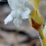 Orobanche nana Flower