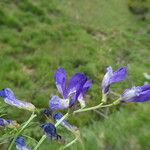 Vicia onobrychioides 花