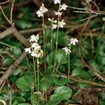 Pyrola rotundifolia Yeri