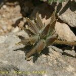 Astragalus stella ഫലം