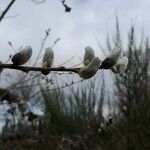 Salix × reichardtii Плод