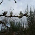 Salix × reichardtii Frutto