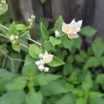 Philadelphus pubescens Folla