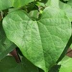 Aristolochia littoralis Leaf