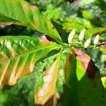 Coffea arabica ফুল