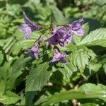 Cardamine pentaphyllos Flower