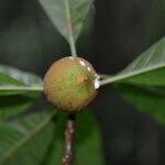 Pouteria campechiana Fruit