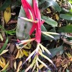 Billbergia vittata പുഷ്പം