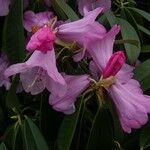 Rhododendron ririei Flower